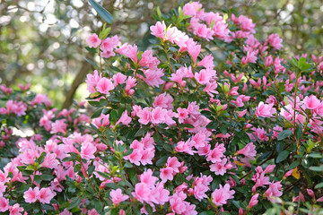 Fototapeta premium Pale pink Rhododendron azalea ‘Kirin’ in flower.