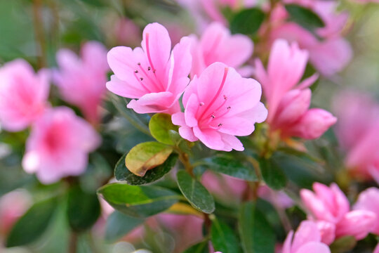 Pale pink Rhododendron azalea &lsquo;Kirin&rsquo; in flower.