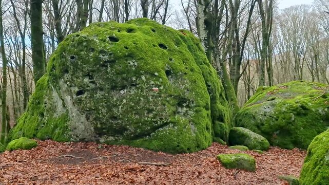 Monte Cimino 4k forest POV video with fog and volcanic rocks covered in green moss in Italy. Scenic Faggeta beech forest with orange autumn leaves and old tree bark textures. UNESCO nature scenery
