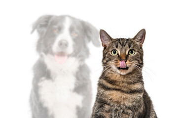Fototapeta premium Tabby cat licking nose with blurred dog ghost