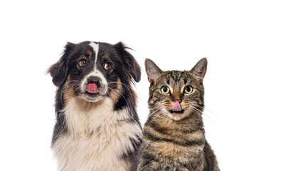 Dog and cat licking lips together on white background