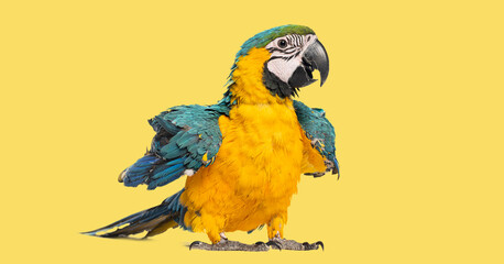 Blue and yellow macaw standing, showing colorful feathers on yellow background © Eric Isselée