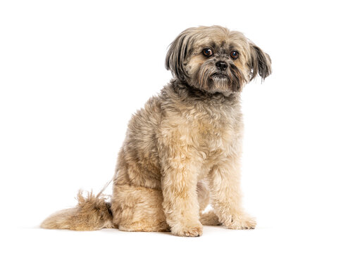 Shih tzu dog sitting on white background looking forward