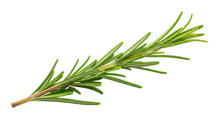 Fototapeta premium Fresh green rosemary sprig with needlelike leaves on stem transparent background