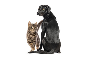 Fototapeta premium Dog and cat sitting together displaying companionship