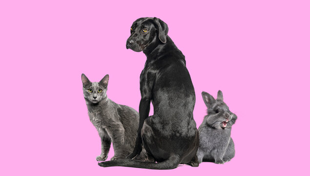 Dog, cat, rabbit pets posing on pink background