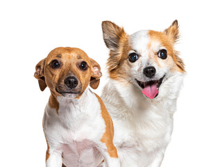 Jack russell terrier and companion chihuahua type dog sitting