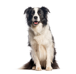 Obraz premium Border collie dog sitting looking at camera
