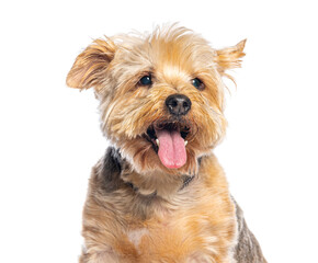Yorkshire terrier dog panting on white background