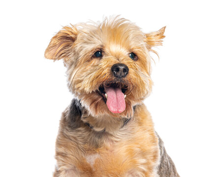 Yorkshire terrier dog panting on white background