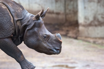 Naklejka premium Rhino walks in zoo enclosure during daytime to explore environment and search for food and interaction with keepers