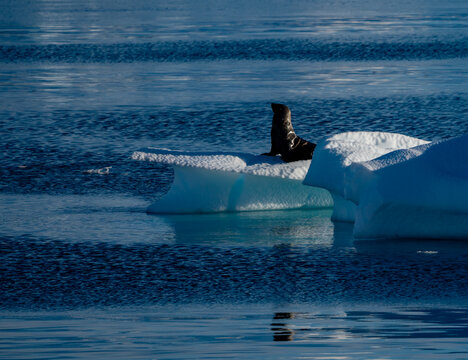 Continental Landing , Partal Point Antartica on a calm sunny day