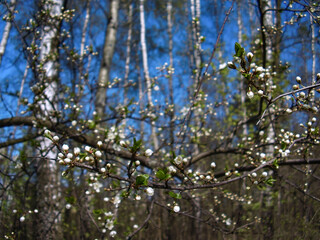 Fototapeta premium Flowering tree branches showing delicate white buds and young green leaves against a soft background of birch trees and a clear blue sky, signifying the beginning of growth and future abundance