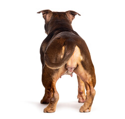 Obraz premium American bully dog facing away looking back
