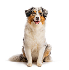 Fototapeta premium Australian shepherd blue merle dog sitting happy