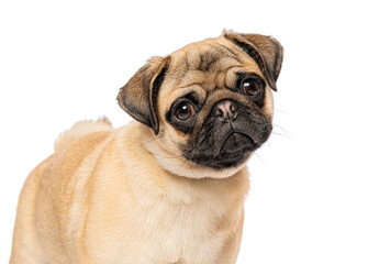 Obraz premium Young pug dog looking curious on white background