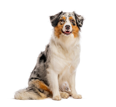 Australian shepherd dog sitting on white background looking at camera