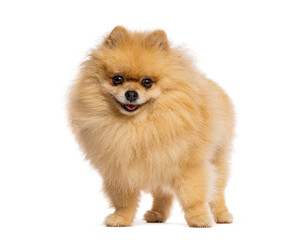 Obraz premium Fluffy tan pomeranian dog standing on white background