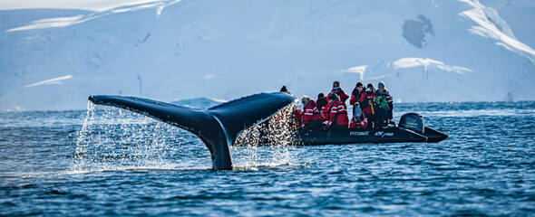 Lots of whales feeding and diving at Continental Landing , Partal Point Antartica on a calm sunny day © Gail Johnson