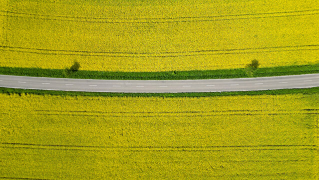 A rapeseed field in bloom divided by a street, seen from above