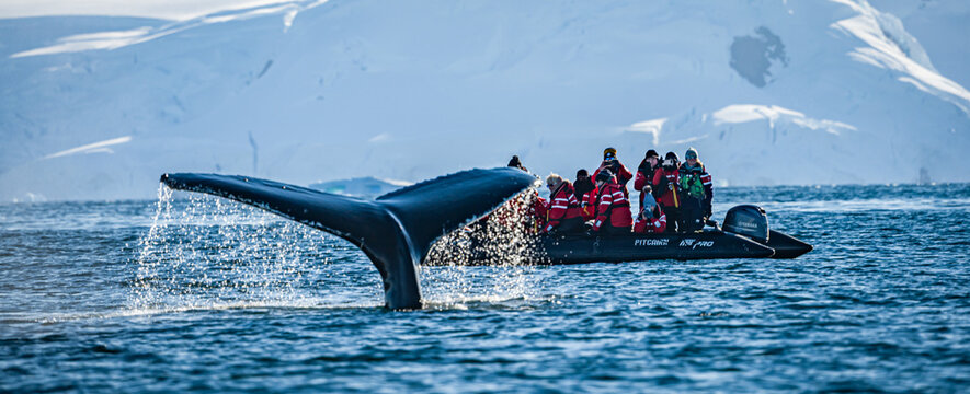 Lots of whales feeding and diving at Continental Landing , Partal Point Antartica on a calm sunny day