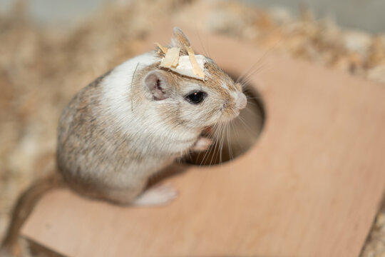 Mongolische Rennmaus als Haustier - Maus