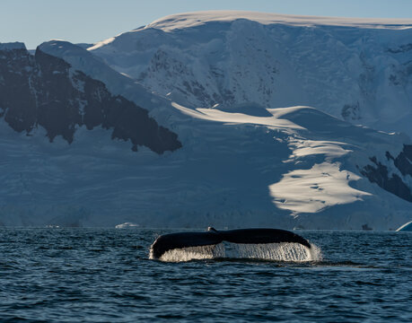 Lots of whales feeding and diving at Continental Landing , Partal Point Antartica on a calm sunny day