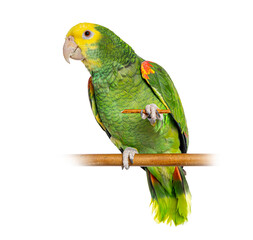 Fototapeta premium Yellow headed amazon parrot perching on branch chewing stick