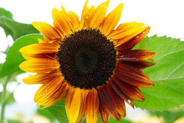 Obraz premium sunflower isolated on white