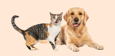 Fototapeta premium Calico cat and golden retriever standing together symbolizing friendship
