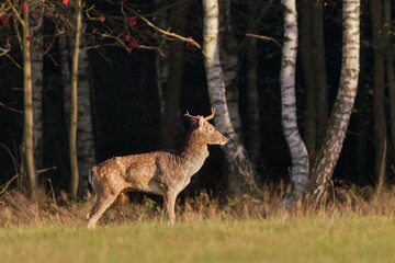 Obraz premium A old fallow deer with broken antlers is walking along the forest. Dama dama. A fallow deer in the nature habitat. 