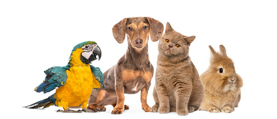Group of pets parading on transparent background