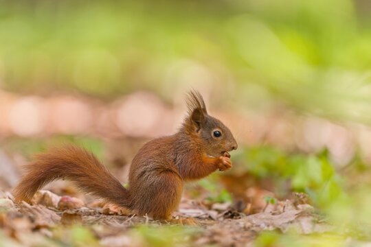  A baby european red squirrel sits on a the ground and eats a nut. Sciurus vulgaris. Wildlife scene with a squirrel. Cute animla in the nature habitat.