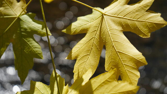 Veins of big leaf maple in fall