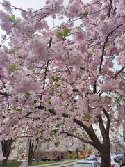 Fototapeta premium pink cherry blossom
