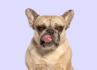Obraz premium French bulldog licking mouth with funny expression