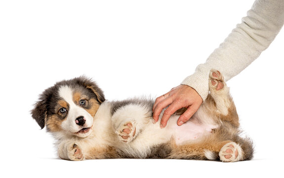 Australian shepherd puppy enjoying belly rub from human hand
