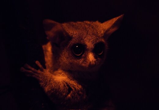 southern lesser galago