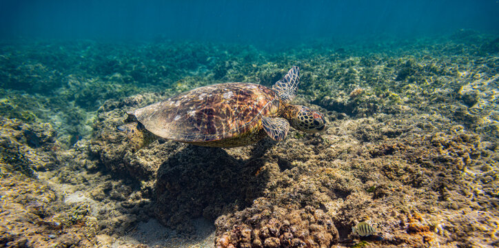 Kauai, Hawaii, Anini Beach, sea turtle 