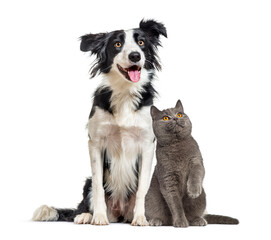 Obraz premium Border collie dog and british shorthair cat together on white background