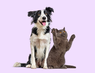 Fototapeta premium Border collie dog and british shorthair cat playing together