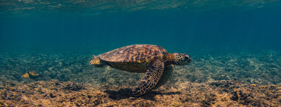 Kauai, Hawaii, Anini Beach, sea turtle 
