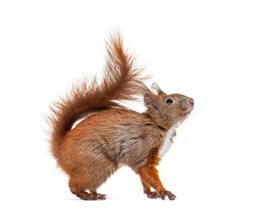 Obraz premium Red squirrel standing on transparent background looking up