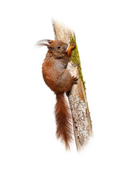 Obraz premium Red squirrel climbing tree trunk with moss