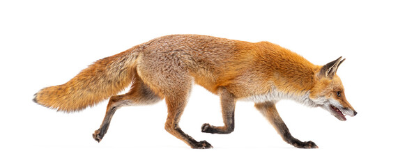 Fototapeta premium Red fox walking profile view on transparent background