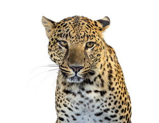 Naklejka premium Leopard head looking directly at viewer