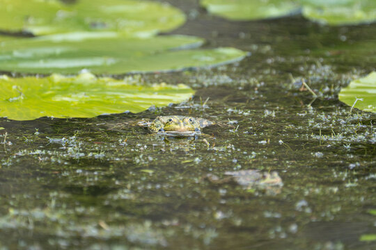 La grenouille me regarde