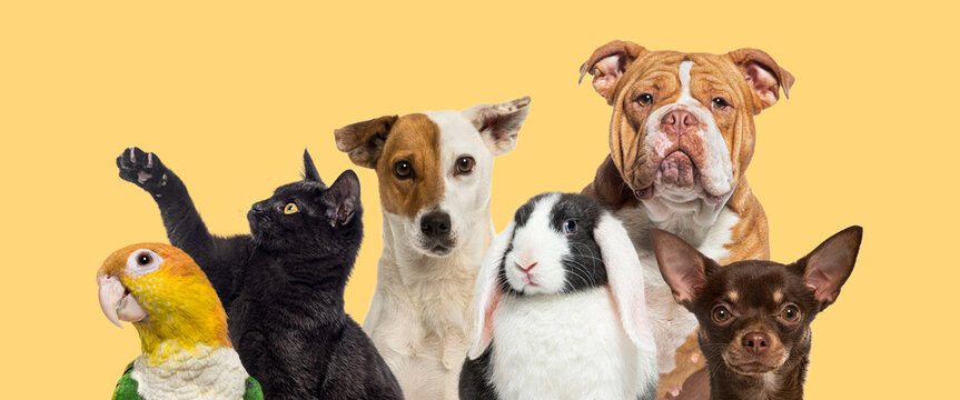Group of domestic pets together on yellow background