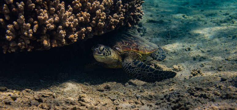 Kauai, Hawaii, Anini Beach, sea turtle 