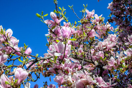 Milano, fioritura di Piazza Tommaseo a primavera